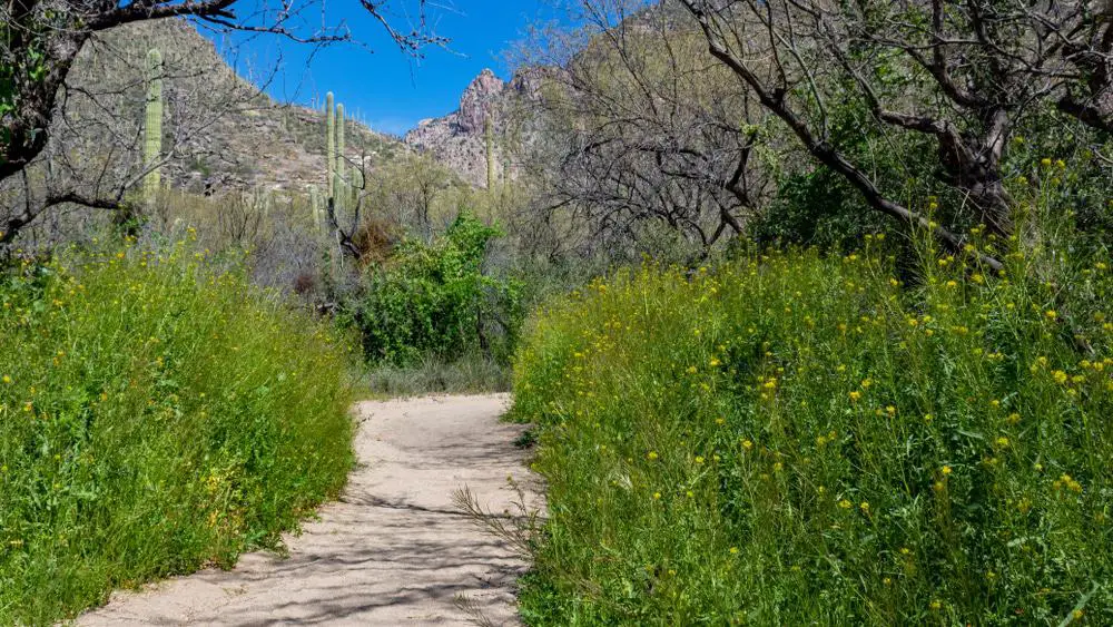15 mejores cosas que hacer en Oro Valley (AZ)