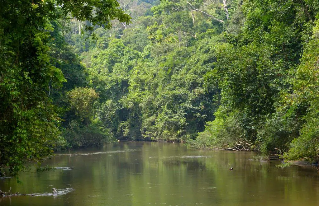 25 mejores cosas que hacer en el Parque Doméstico Taman Negara (Malasia)