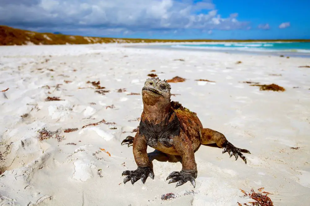 15 mejores recorridos por las islas Galápagos