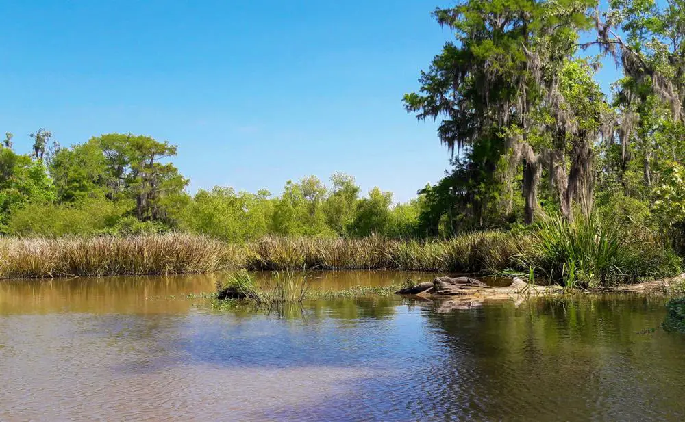 15 mejores recorridos por el pantano de Louisiana