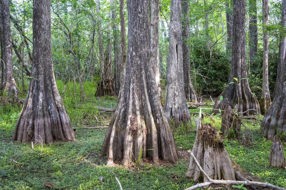 15 mejores cosas que hacer en plantación (Florida)