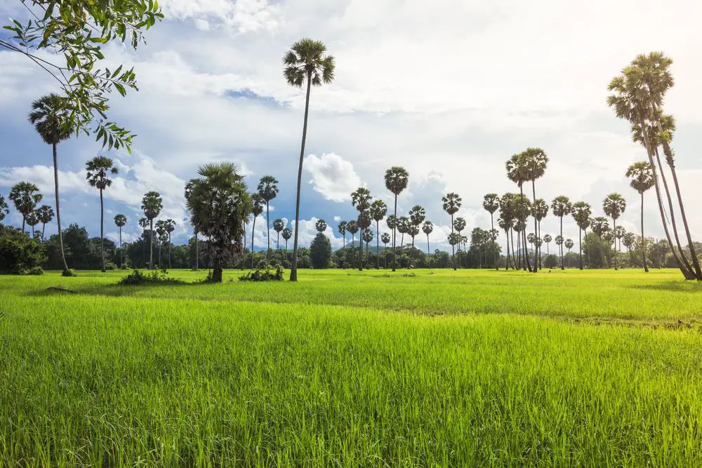 15 mejores cosas que hacer en Battambang (Camboya)