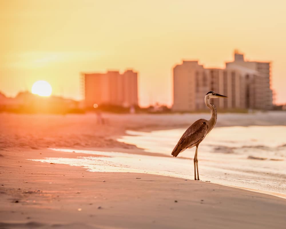 15 mejores cosas que hacer en Gulf Shores (AL)
