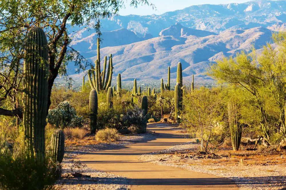 15 cosas que hacer en el sur de Tucson (AZ)