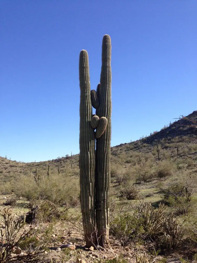 15 mejores cosas que hacer en Buckeye (Arizona)