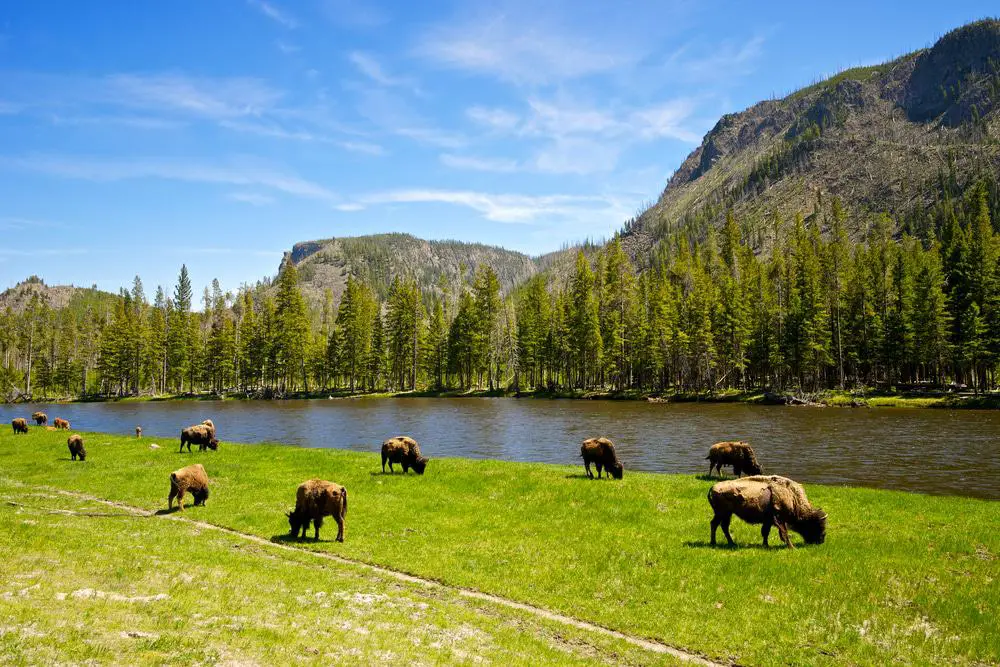 15 mejores recorridos por Yellowstone
