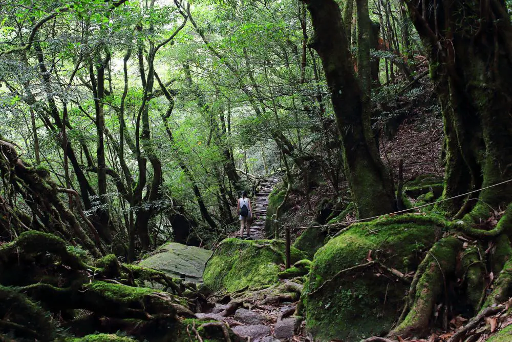 15 mejores cosas que hacer en Yakushima (Japón)