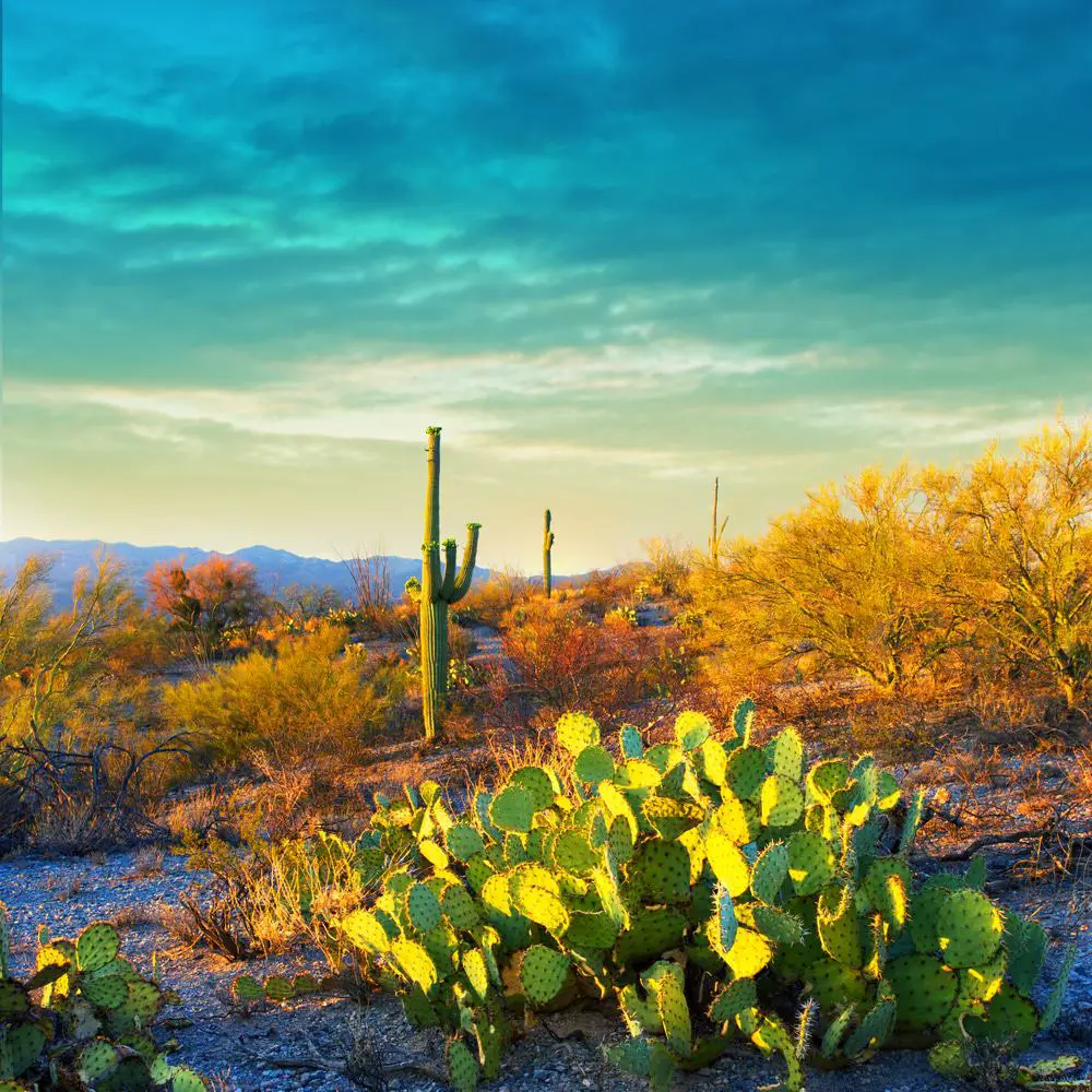 15 mejores excursiones de un día desde Tucson