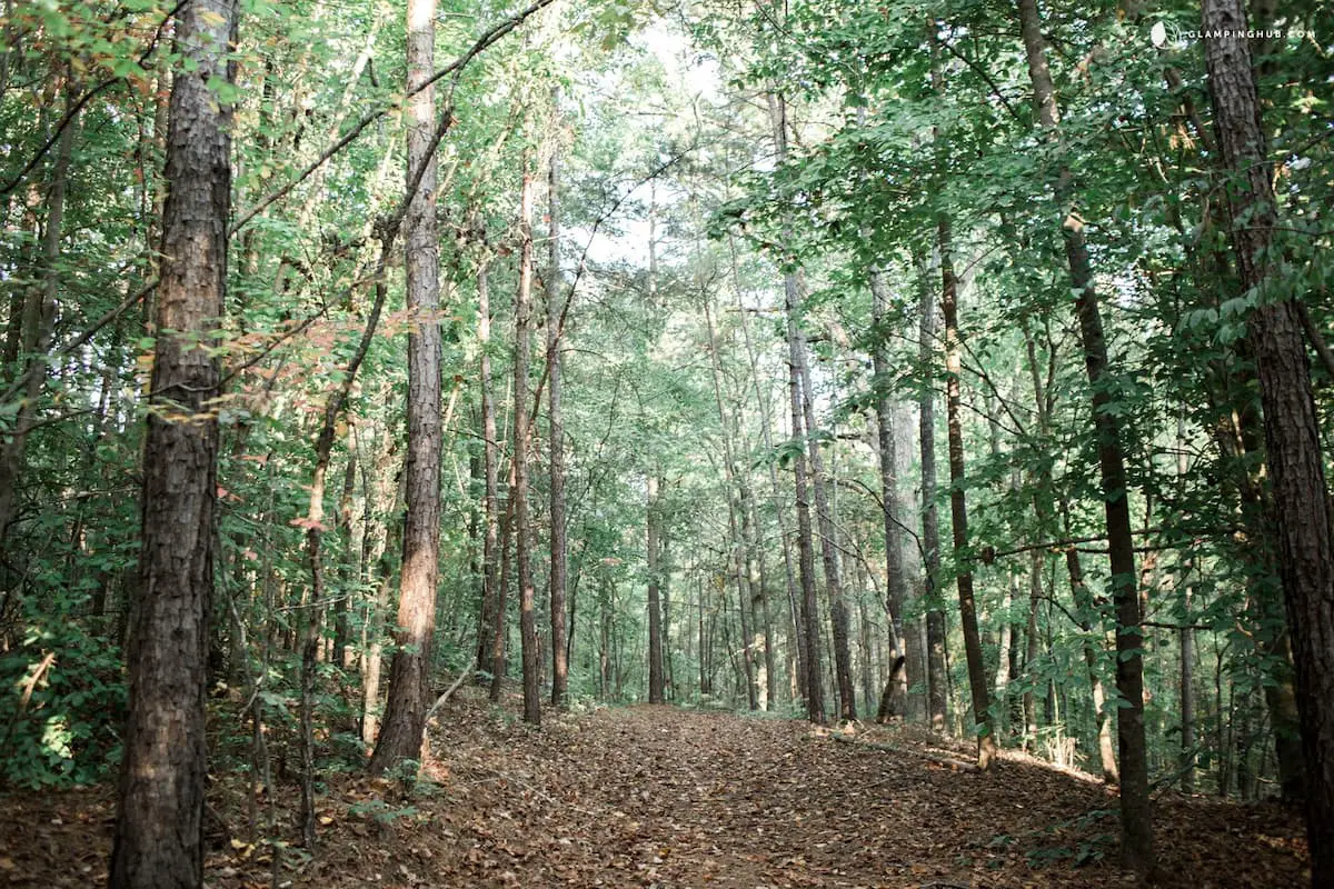 Ruta de senderismo por el bosque