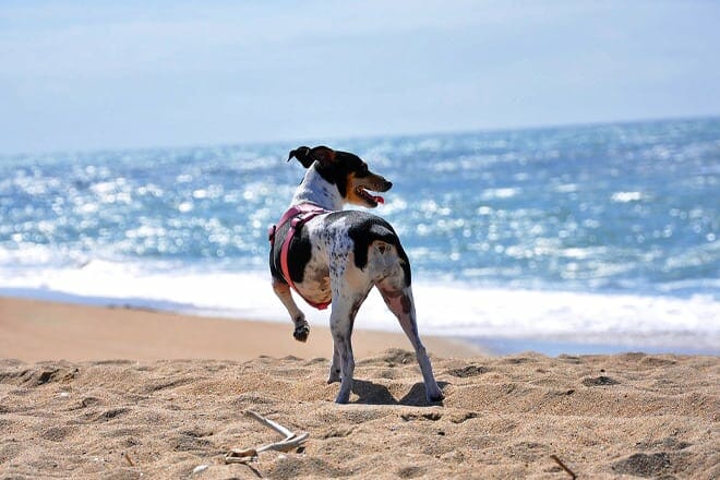 Las 21 Mejores Playas Del Condado De Orange Ca ¡los Mejores Lugares De Playa El Blog Del