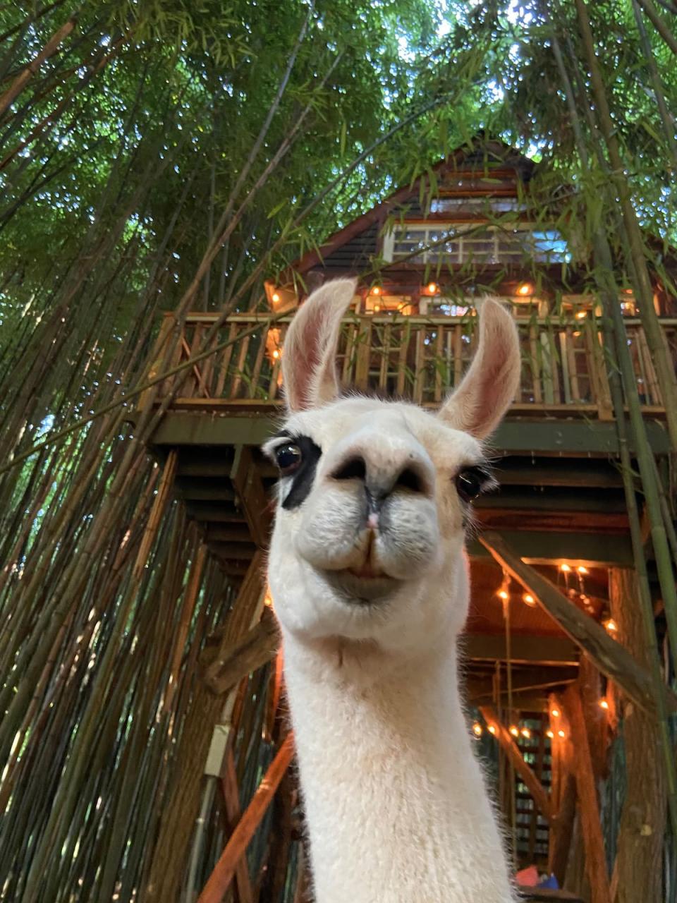 Llama en la casa del árbol de bambú de Atlanta