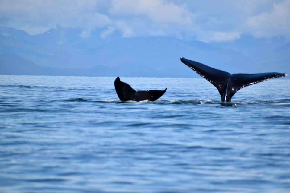 Madre y bebé ballena jorobada sureste de Alaska