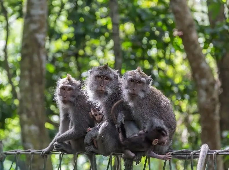 tres monos en una rama