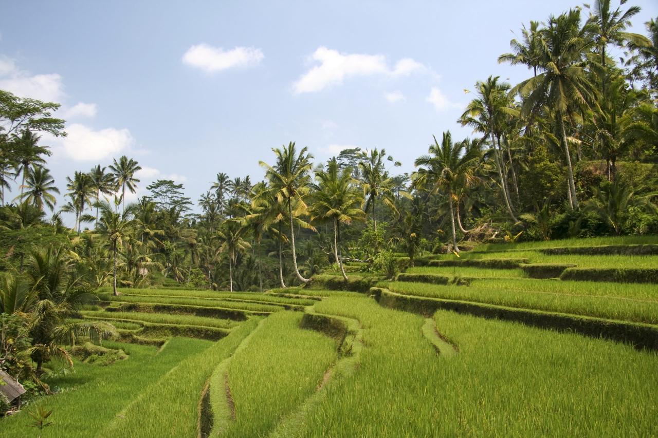 exuberantes campos de arroz verde