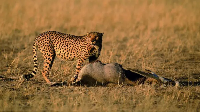 PARQUE TRANSFRONTERIZO KGALAGADI, SUDÁFRICA Y BOTSWANA