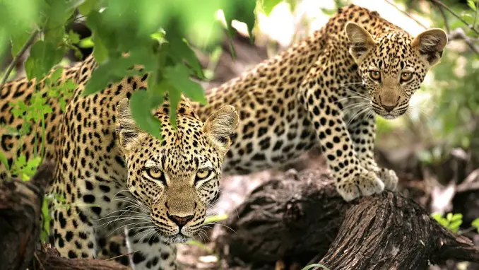 PARQUE NACIONAL KRUGER, SUDÁFRICA