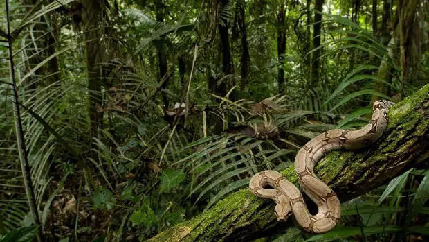 LA AMAZONIA, ECUADOR